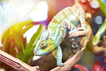 Chameleon on plant