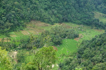 Fototapeta na wymiar views of terraced rice fields