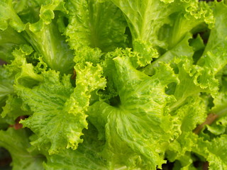 Close-up Green Leaf Lettuce from Countryside Farm with Natural Light in the morning. Thailand in 2019