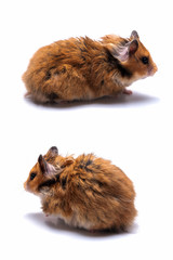 Two syrian hamsters on white background