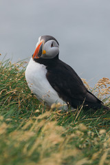 Arctic Puffin in a cliff in Iceland - 253250404