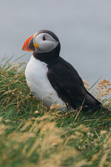 Arctic Puffin in a cliff in Iceland - 253250431