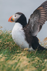 Arctic Puffin in a cliff in Iceland - 253250449