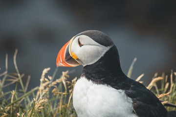 Arctic Puffin in a cliff in Iceland - 253250477