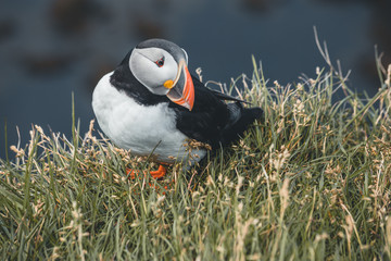 Arctic Puffin in a cliff in Iceland - 253250629