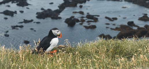 Arctic Puffin in a cliff in Iceland - 253250646