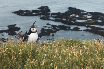 Arctic Puffin in a cliff in Iceland - 253250685