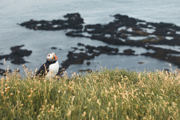 Arctic Puffin in a cliff in Iceland - 253250693