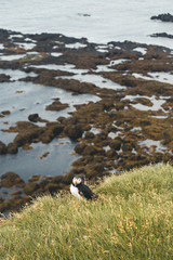 Arctic Puffin in a cliff in Iceland - 253250832