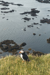 Arctic Puffin in a cliff in Iceland - 253250836