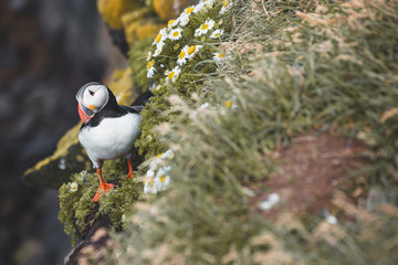 Arctic Puffin in a cliff in Iceland - 253250875