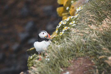Arctic Puffin in a cliff in Iceland - 253250877