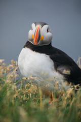 Arctic Puffin in a cliff in Iceland - 253251009