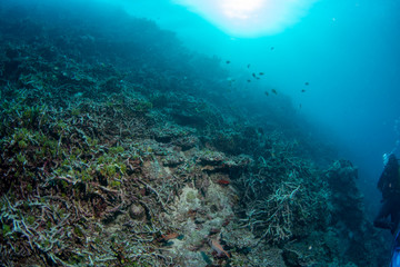 Reef Dead coral bleaching in indonesia