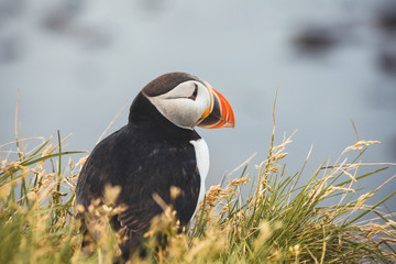 Arctic Puffin in a cliff in Iceland - 253251060