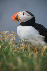 Arctic Puffin in a cliff in Iceland - 253251063