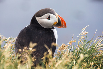 Arctic Puffin in a cliff in Iceland - 253251093
