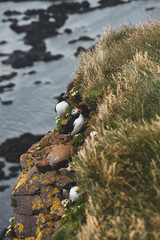 Arctic Puffin in a cliff in Iceland - 253251212