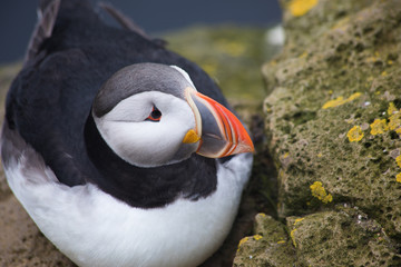 Arctic Puffin in a cliff in Iceland - 253251245