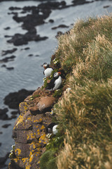 Arctic Puffin in a cliff in Iceland - 253251249
