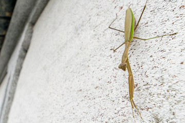 壁にへばりつくカマキリ