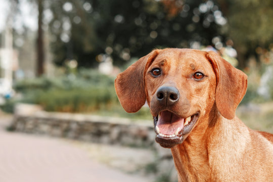 Rhodesian Ridgeback dog