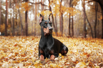 Doberman Pinscher on the background of autumn trees