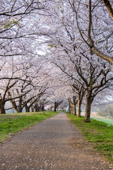 Obraz premium 早朝の桜並木の一本道