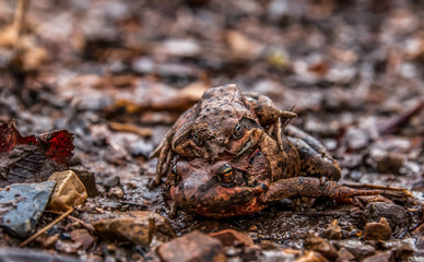 frog in forest
