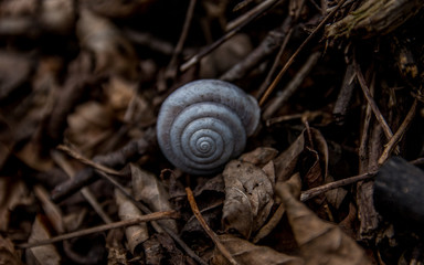 snail on tree