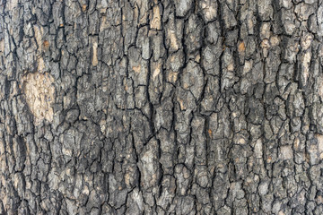 Italy, Rome, bark of a tree
