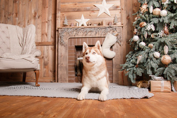 Siberian husky dog, holiday, New Year, interior, christmas 