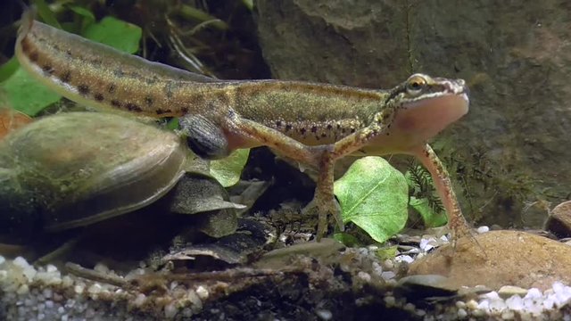 Fadenmolch und Wasserschnecke