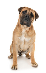 bullmastiff in studio