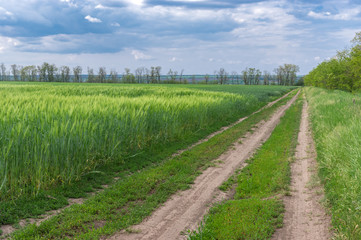 Fototapeta na wymiar Spring landscape with an earth road beside wheat agricultural field near Dnipro city in central Ukraine
