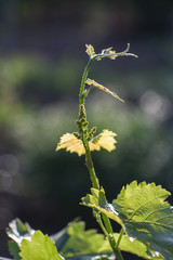 Young vineyard leaves