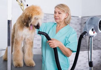 hairdresser professional dries hair by fen dog fur Afghan hound dog in hairdresser for animal