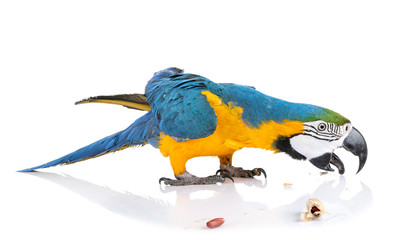 ara ararauna in studio © cynoclub