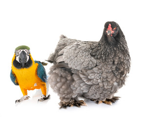 brahma chicken and parrot