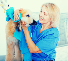 mature woman hairdresser wipes puppy of Afghan hound in hairdresser for dogs