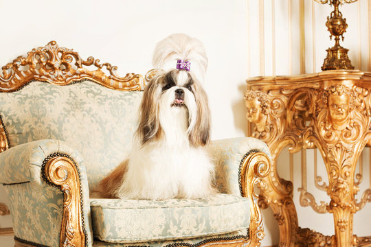 Shih Tzu  dog with long hair in a beautiful classic interior