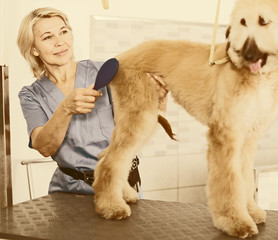 professional combing puppy in hairdresser