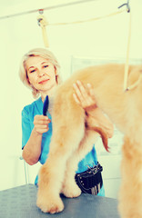 professional combing puppy in hairdresser