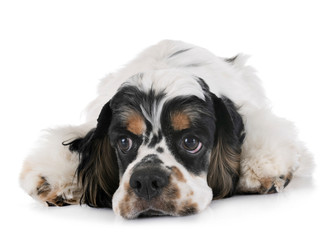 american cocker spaniel