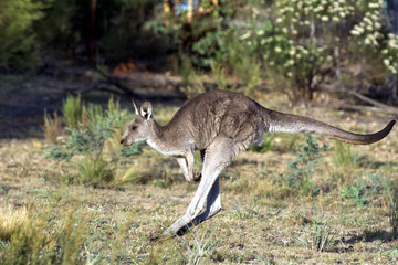 Naklejka na ściany i meble Kangaroo Jumping in the outback of Canberra