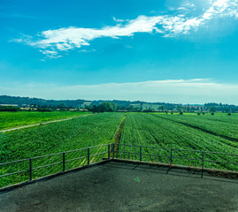 Italy, Rome to Florence train, a large green field with trees in the background