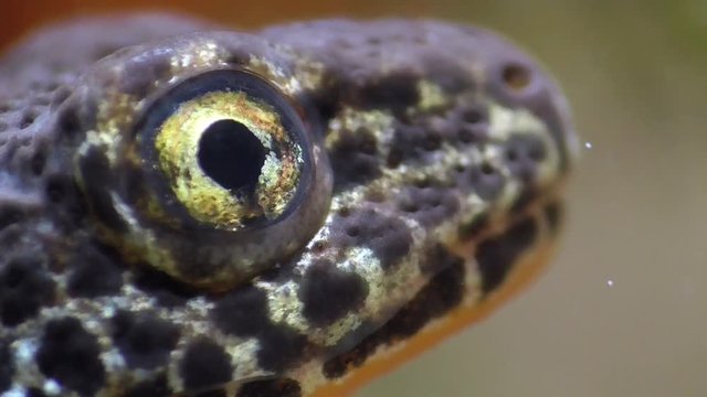 Bergmolche, Alpine newt, Ichthyosaura alpestris