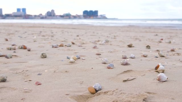 Sandy beach with rapan shells and a conch shell. Sea and town on background.