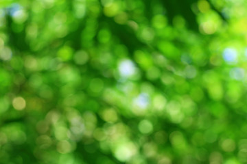 Fototapeta na wymiar Abstract green bokeh with blurred background.