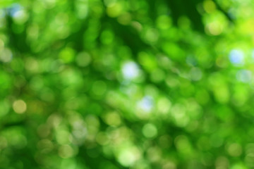 Abstract green bokeh with blurred background.